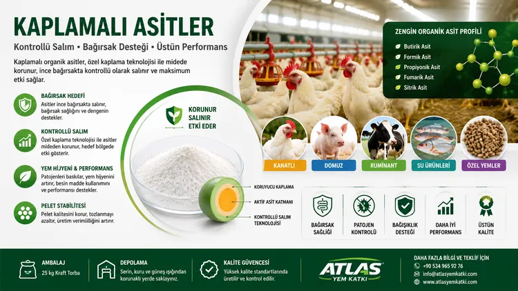 Kaplamalı Asitler