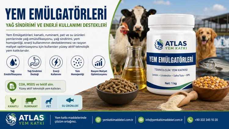 Yem Emülgatörleri yağ sindirimi ve enerji kullanımı destekleri