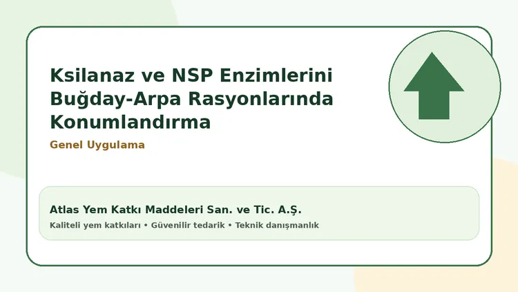 Ksilanaz ve NSP Enzimlerini Buğday-Arpa Rasyonlarında Konumlandırma